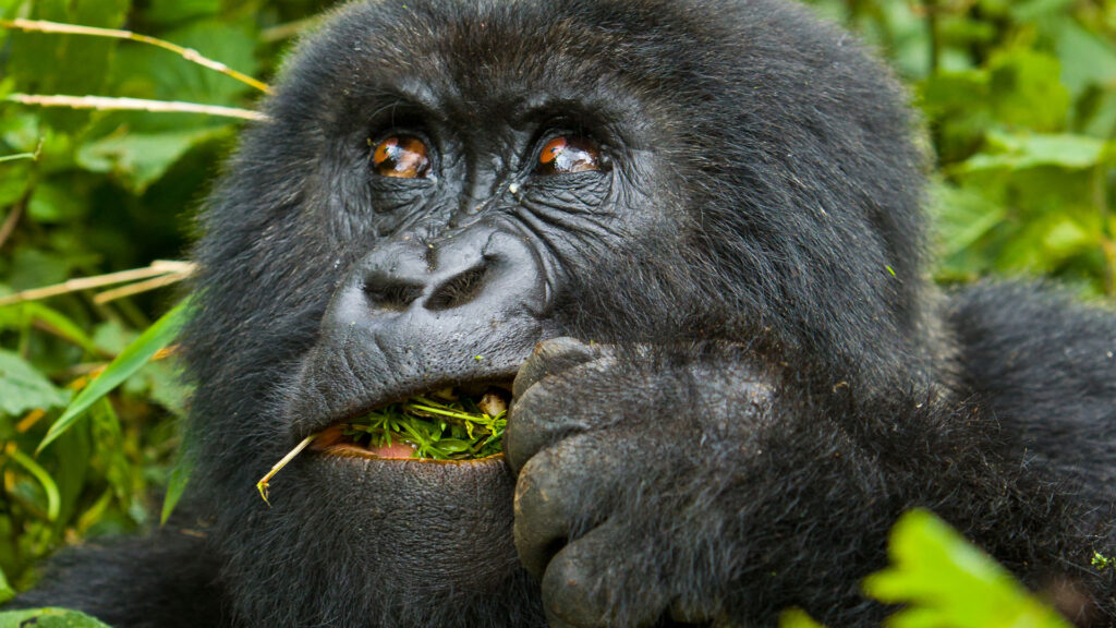 3 Days Rwanda Gorilla Safari