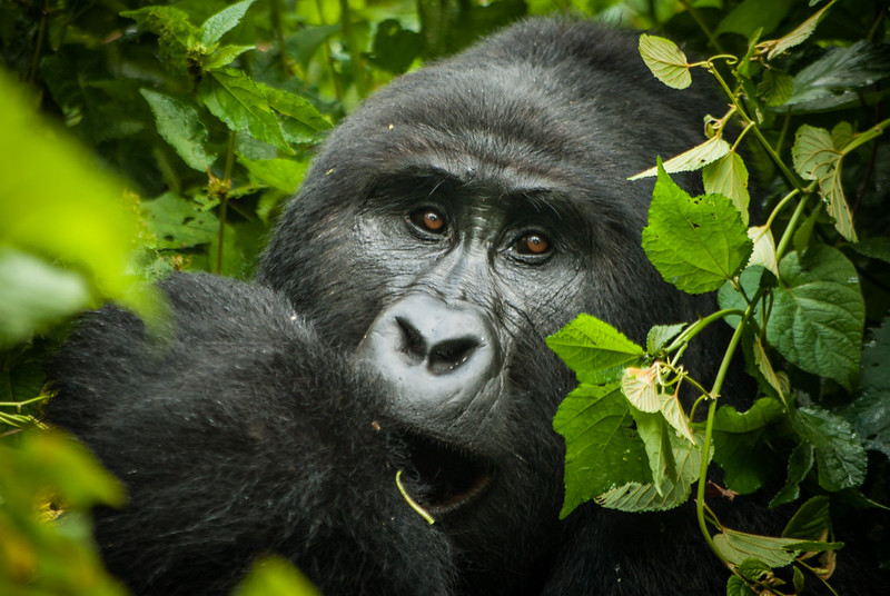 About Rwanda Mountain Gorillas - Volcanoes National Park