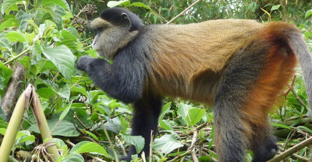 Golden monkeys in Volcanoes National Park Rwanda