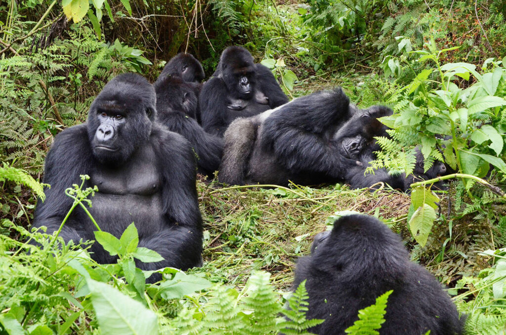 Gorilla Groups in Volcanoes National Park