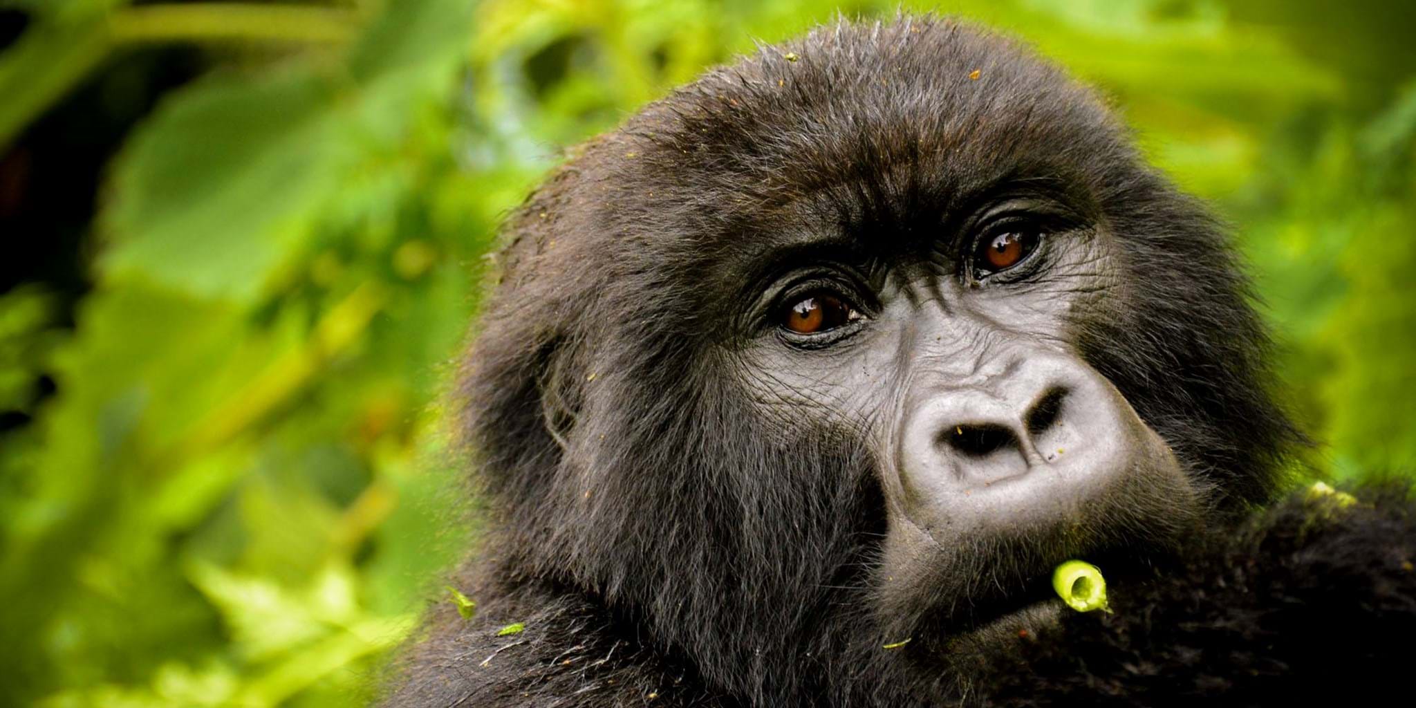 Wildlife in Volcanoes National Park Rwanda - Gorilla Trek