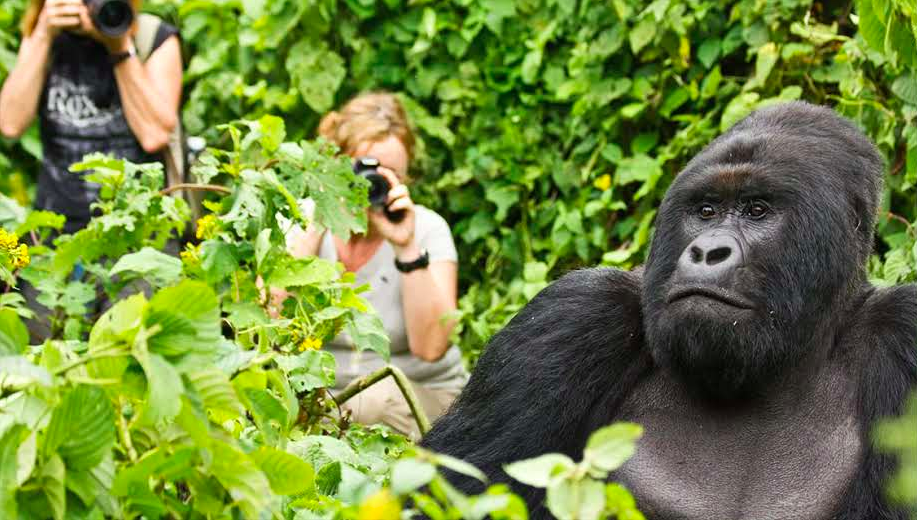 A Guide to Gorilla Filming in Rwanda - Volcanoes National Park