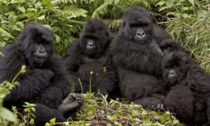 A New Gorilla Family in Volcanoes National Park Emerges - Rwanda Gorilla Trekking