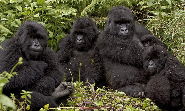 A New Gorilla Family in Volcanoes National Park Emerges - Rwanda Gorilla Trekking