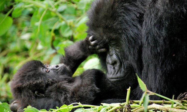 A Newborn Gorilla in Volcanoes Shows Success of the Family – Rwanda Gorilla Updates