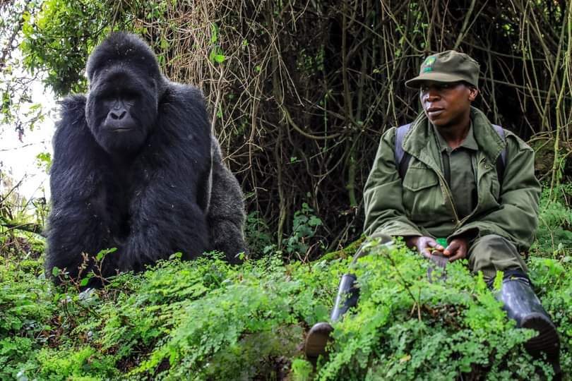 Best Time to Visit Uganda for Gorilla Trekking - Uganda Gorilla Tours