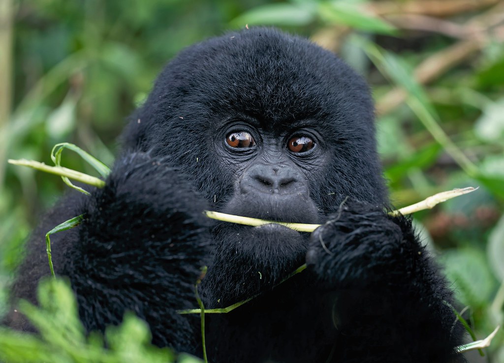 Characteristics of Mountain Gorillas - A Guide to Gorilla Trekking in Rwanda
