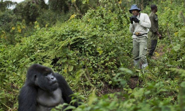Comparing Gorilla Trekking in Uganda & Rwanda