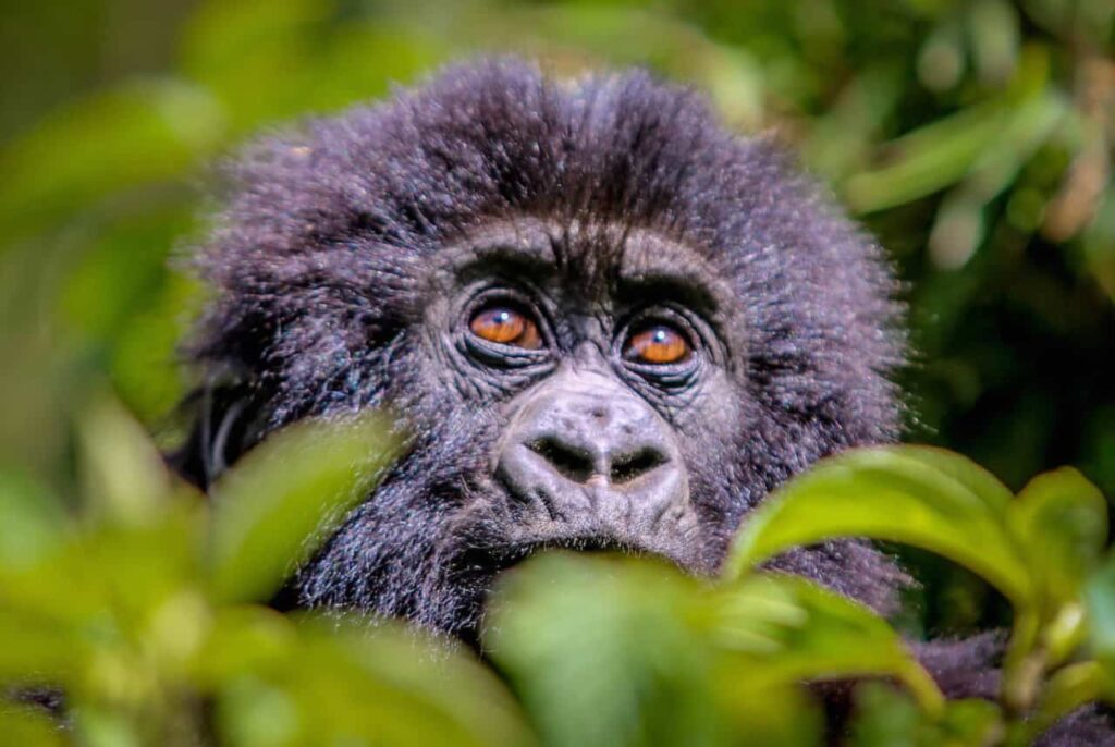 Gorilla Permits Rwanda - Volcanoes National Park