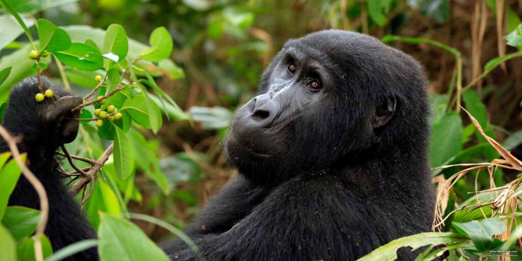 Gorilla Trekking in Bwindi Impenetrable Park - Uganda Gorilla Trekking Safaris