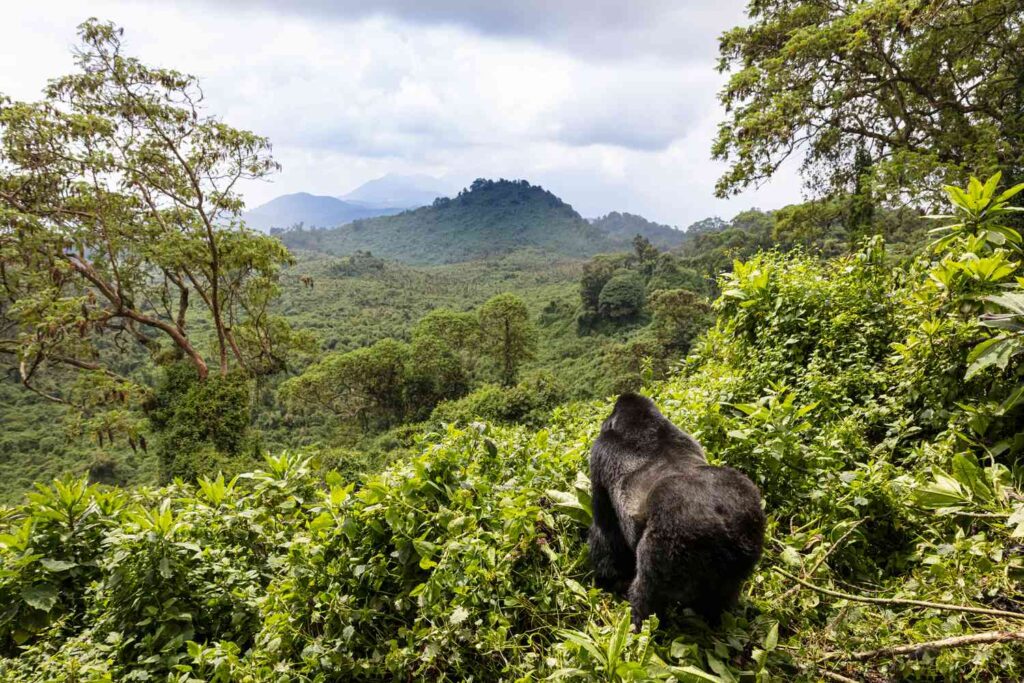 Gorilla Trekking in Rwanda: Tips & Guides to Gorilla Trekking