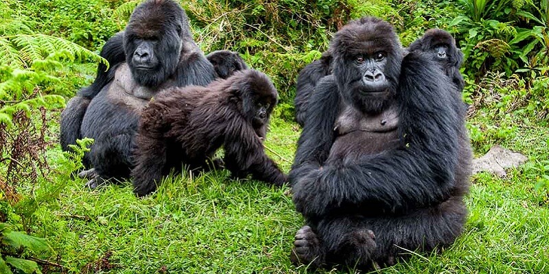 Habituation & Protection of Mountain Gorillas in Rwanda