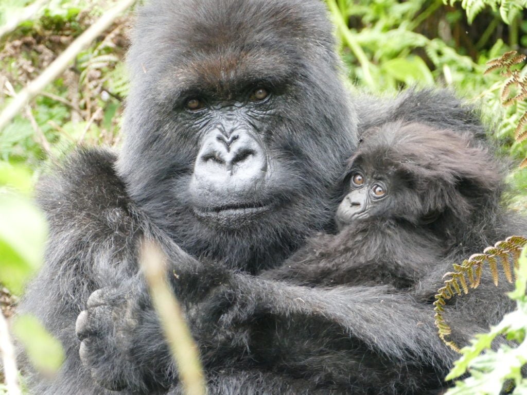 How Old Poppy Raised a Baby Gorilla in Volcanoes - Rwanda Travel News