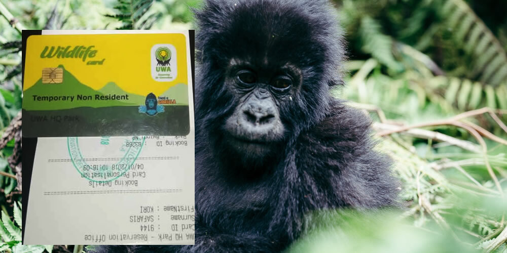 How to Acquire the Discounted Gorilla Trek Permits in Uganda