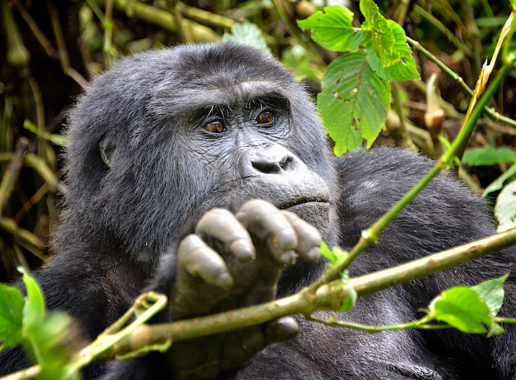 Is it Possible to Trek Gorillas in Rwanda in one day – Rwanda Short Tours