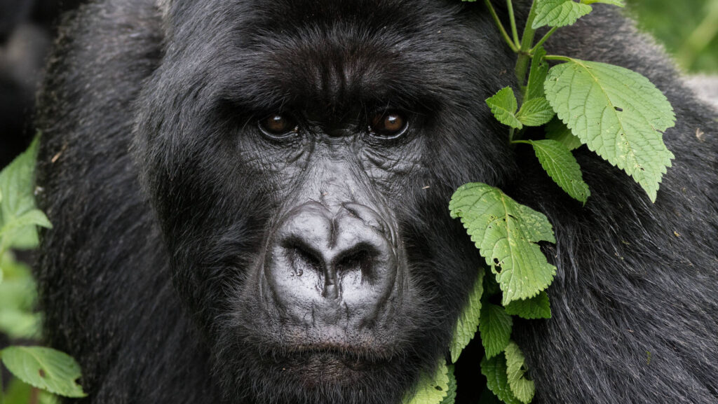 Is it Safe to Trek Gorillas in Africa - Gorilla Trekking Rwanda, Uganda & Congo