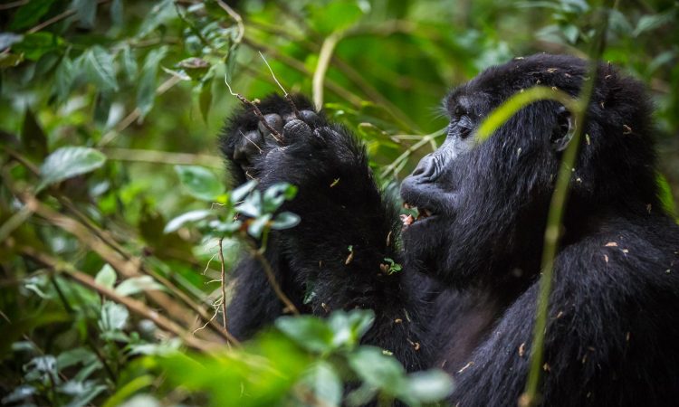 Reasons Why you should go Gorilla Trekking in Africa - Africa Gorilla Tours