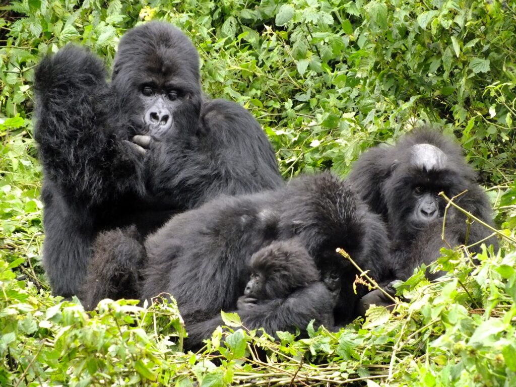 Sabyinyo Gorilla Group - Volcanoes National Park Ruhengeri