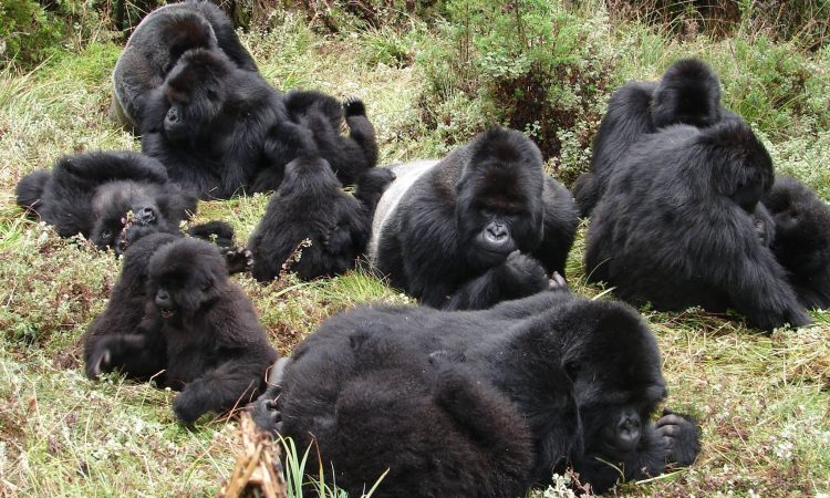 Titus Gorilla Group - Volcanoes National Park Ruhengeri