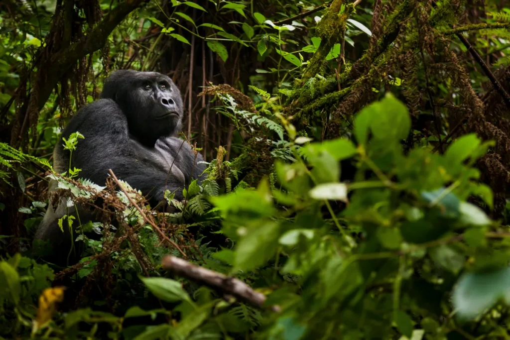 Tour Activities in Volcanoes National Park Rwanda - Gorilla Trekking