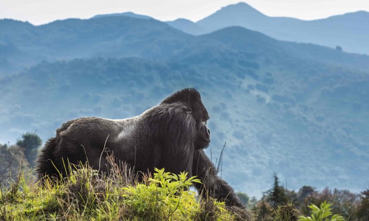 Tour Operators for Volcanoes National Park