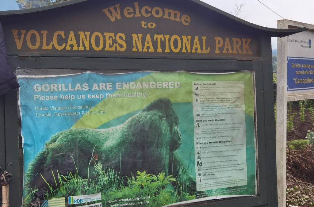 When to go Gorilla Trekking in Rwanda - Volcanoes National Park