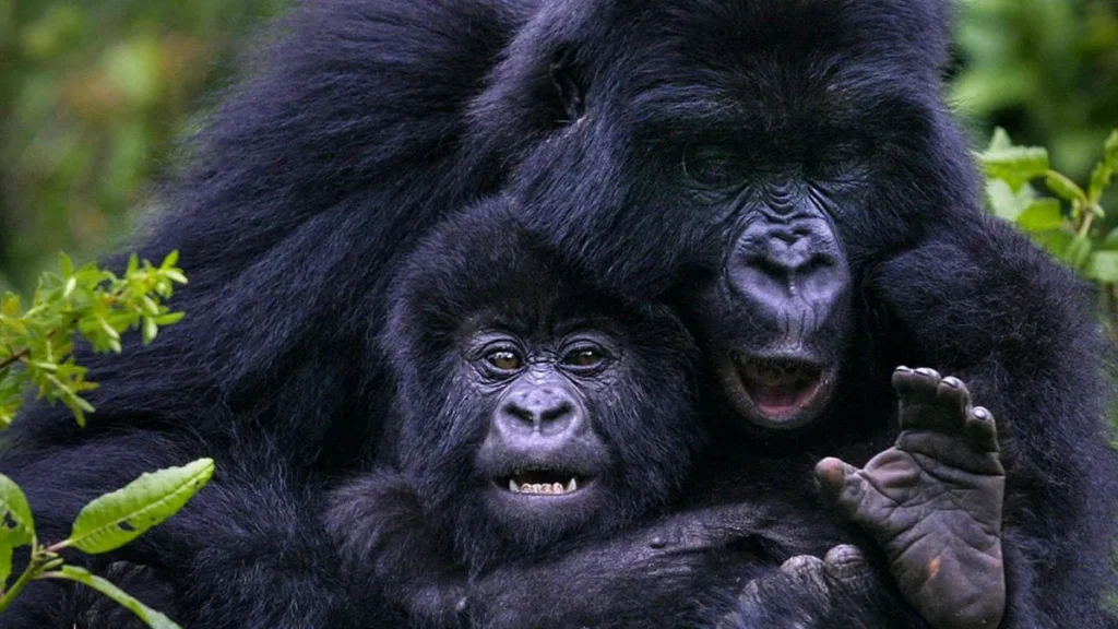 Where to go Gorilla Trekking - Is it Rwanda or Uganda