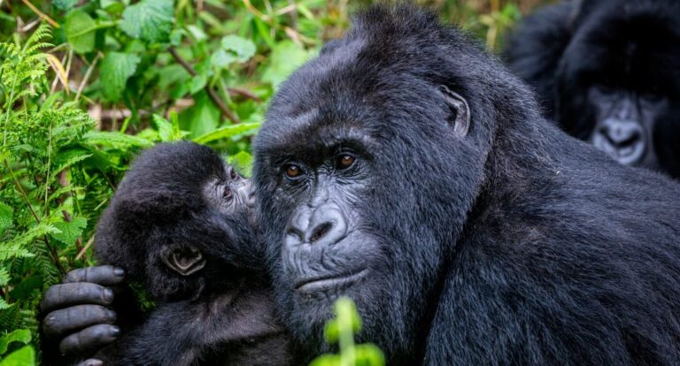 Why Rwanda Mountain Gorillas Have Become America’s Biggest Choice