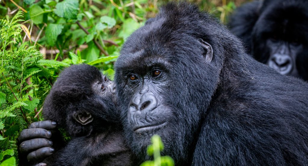 Why Rwanda Mountain Gorillas Have Become America's Biggest Choice