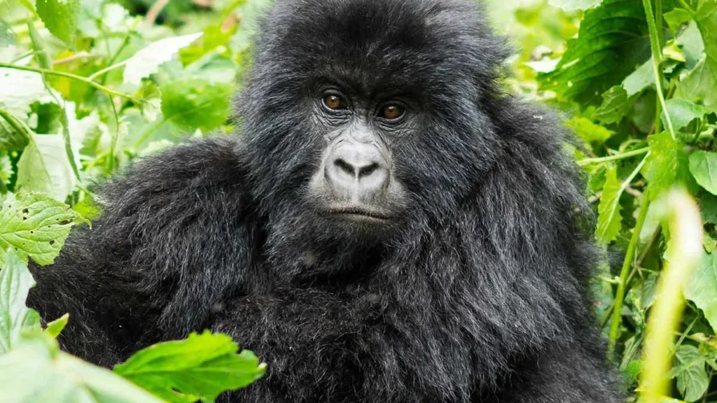 Why Should I Book a Gorilla Trekking Safari to Rwanda - Rwanda Gorilla Trek Tours