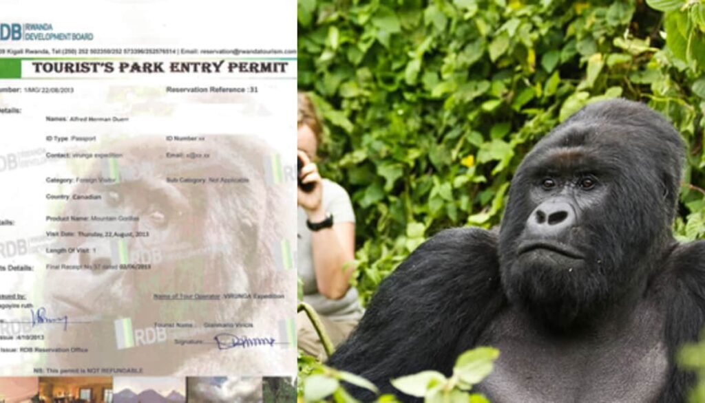 Why are Gorilla Trekking Permits Expensive - Rwanda & Uganda Gorilla Permits Tips