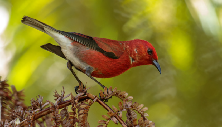 Birding in Volcanoes National Park