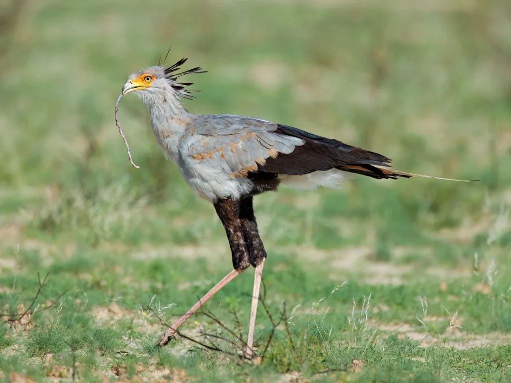 Secretary Bird Predators