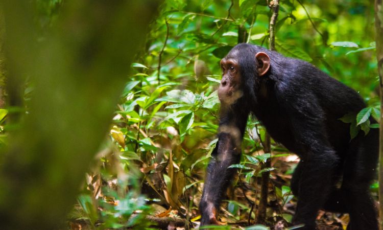3 Days Chimpanzee Trek in Nyungwe Forest