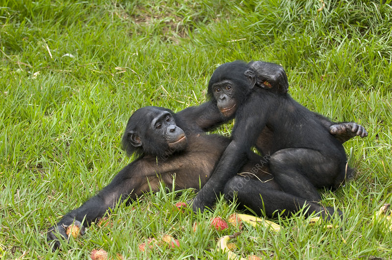 Male Chimpanzee Mating Rituals