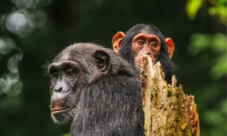 Chimpanzees Lifespan