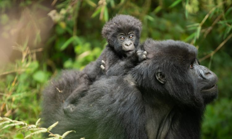 9 Days Rwanda Uganda Safari