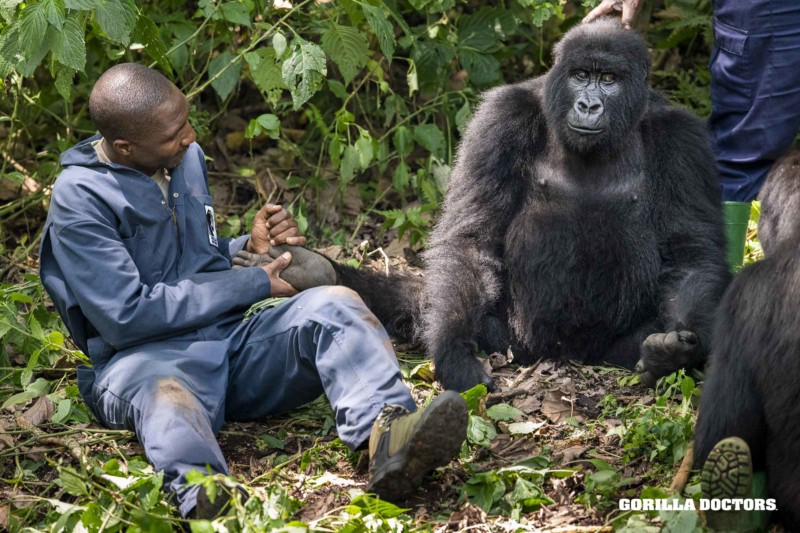 4 Days Rwanda Gorilla Tour