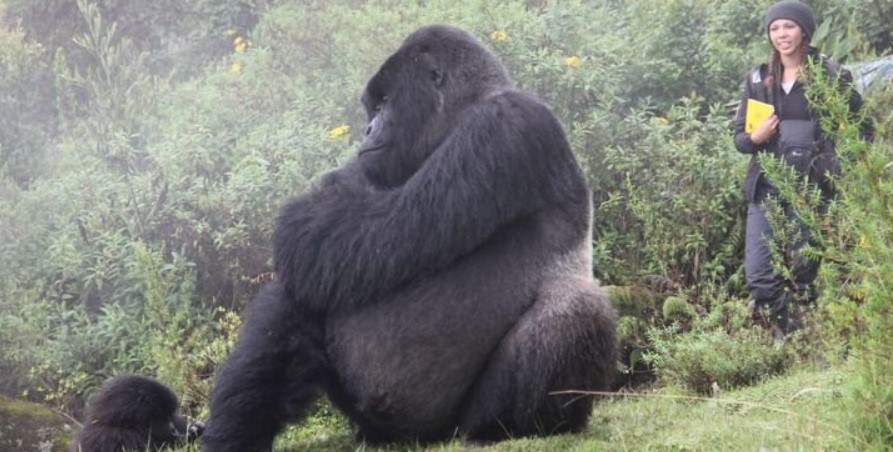 5 Days Gorillas and Chimpanzees Trekking Safari