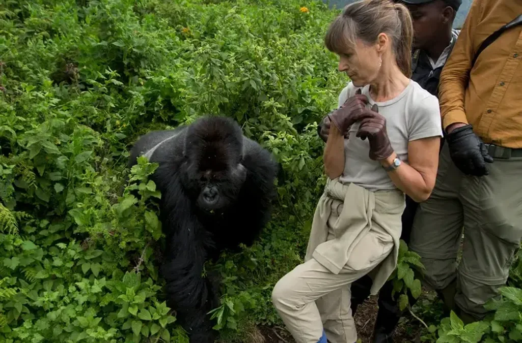 Exciting 3 Days Gorillas and Dian Fossey Grave Hike in Rwanda