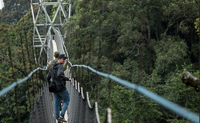 You are currently viewing What is unique about Nyungwe national park